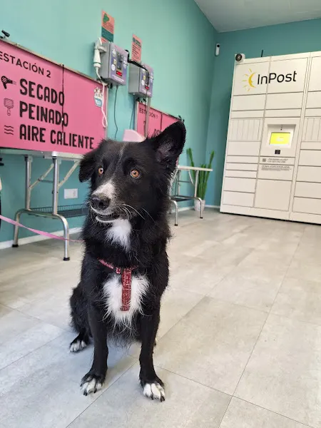 Perro que limpio