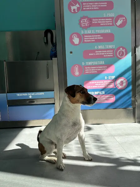 Perro que limpio - Lavandería de autoservicio en Guadalajara - foto 2